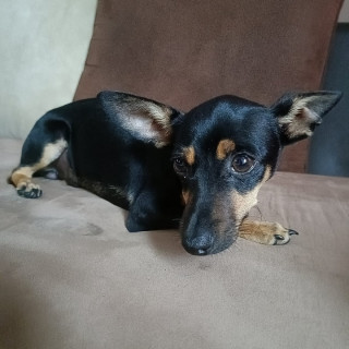 GARU | Raza Chihuahua | Perdido