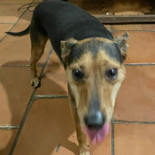  | Raza Mestizo, posible cruza de Chihuahua o de Pinscher Miniatura | Encontrado