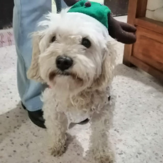 CANELO | Raza Mestizo, cruza de French Poodle con Maltés,  (Maltipoo) | Perdido