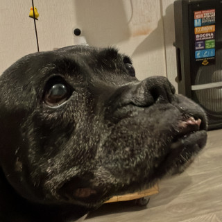 HERMOSA PELUDITA | Raza Bóxer  | En Adopción