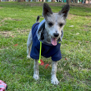 NALA | Raza Schnauzer Miniatura  | Perdida