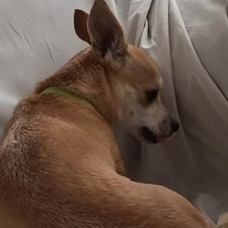 PITUFINA | Raza Chihuahua | Perdida