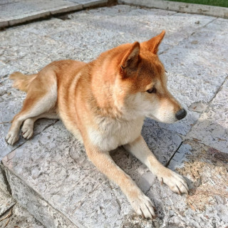  | Raza Shiba Inú | Final Feliz