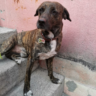 JACK | Raza Mestizo,  cruza de Labrador | Perdido