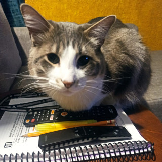 WILLIAM | Raza Doméstico Americano de pelo semilargo | Perdido