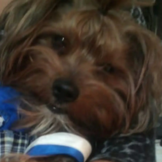 COFI | Raza Yorkshire Terrier (Yorkie) | Final Feliz