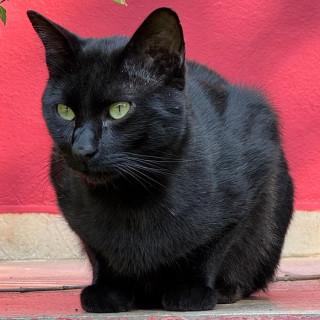 MATUTE | Raza Bombay | Perdido
