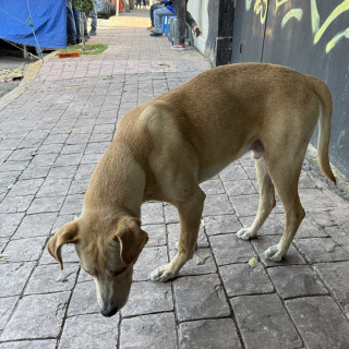  | Raza Mestizo | Encontrado