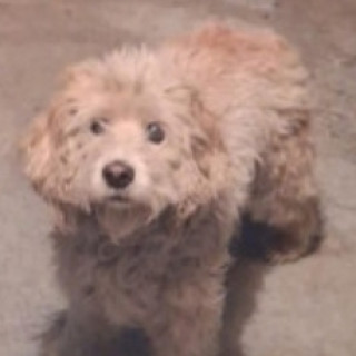 CHONCHITO | Raza Mestizo, cruza de French Poodle | Perdido