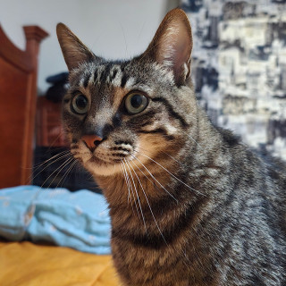 OREO | Raza Doméstico Américano de Pelo Corto | Perdido