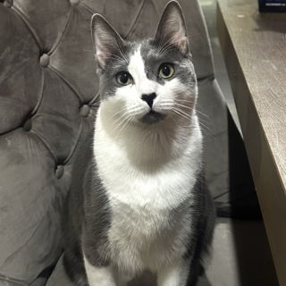 Foto de KEPLER