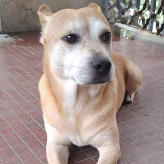 LOKI | Raza Mestizo, posible cruza de American Pitbull Terrier con Labrador | Final Feliz