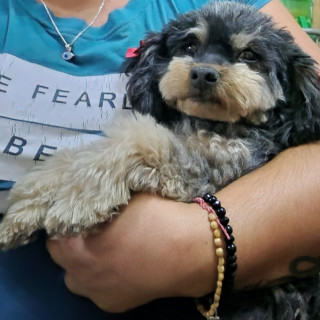 PELUSA | Raza Mestiza,  cruza de Schnauzer con Poodle,  (Schnoodle) | Perdida