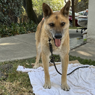  | Raza Pastor Alemán | Final Feliz