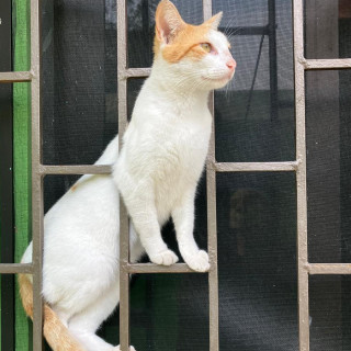 KIRA | Raza Doméstico Americano de pelo corto | Final Feliz