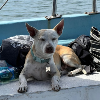 CHATO | Raza Mestizo | Perdido