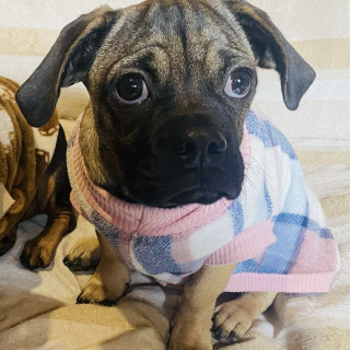 Foto de MEGAN O CHATA