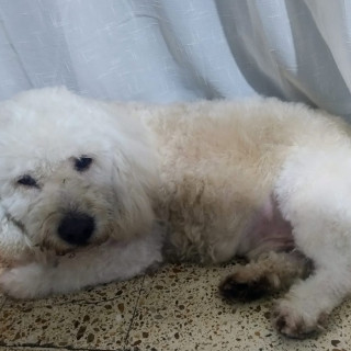 SOLOVINO | Raza French Poodle o Caniche | Perdido