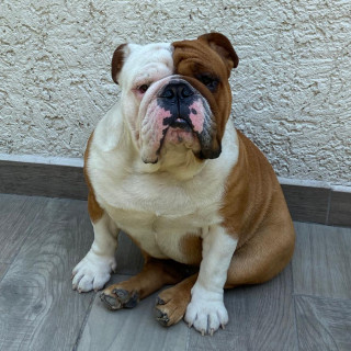 PEDRO | Raza Bulldog Inglés  | Final Feliz