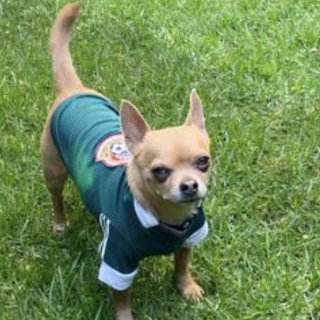 SCRAPY | Raza Chihuahua | Final Feliz