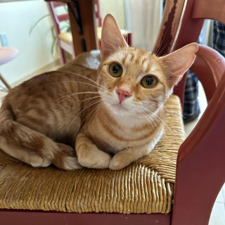  | Raza Doméstico Américano de Pelo Corto | Encontrada