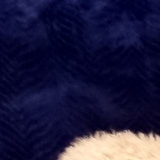 TOBY | Raza French Poodle o Caniche | Perdido