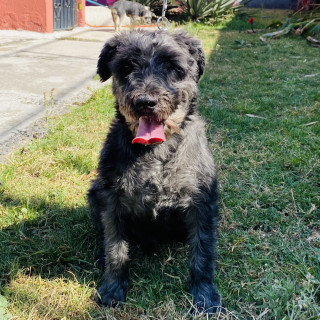 JUNIOR | Raza Mestizo, cruza de French Poodle con Schnauzer,  (Schnoodle). | Final Feliz