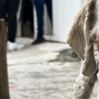  | Raza Mestizo, cruza de French Poodle | Encontrado