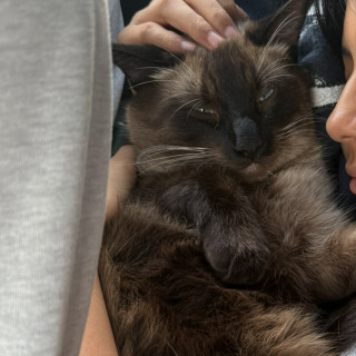 WHISKY | Raza Siamés Punto Foca | Perdido