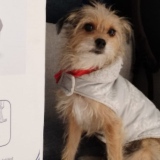 CARIÑO | Raza Mestiza, cruza de Yorkshire Terrier,  (Yorkie) | Final Feliz