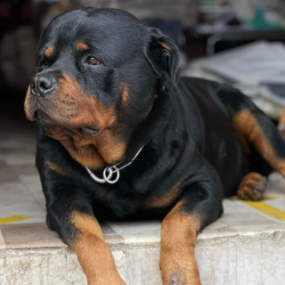 BECKER | Raza Rottweiler | Perdido