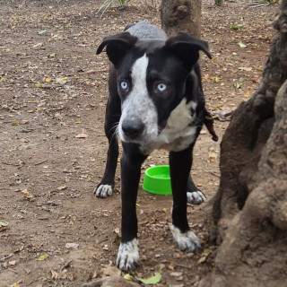  | Raza Mestiza, cruza de American Pitbull Terrier | Encontrada