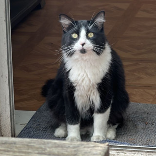 KATE MOSS | Raza Doméstico Americano De Pelo Semilargo | Perdido