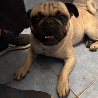 MILO | Raza Pug o Carlin | Perdido