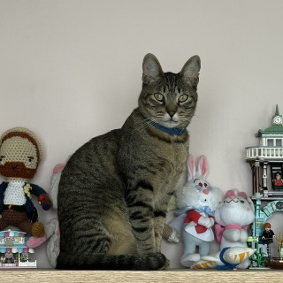 BRUNO | Raza Doméstico Américano de Pelo Corto | Perdido