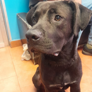  | Raza Mestizo, cruza de Labrador | Encontrado