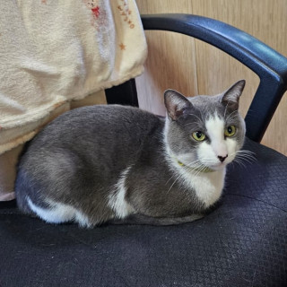 SARANG | Raza Doméstico Américano de Pelo Corto | Perdido