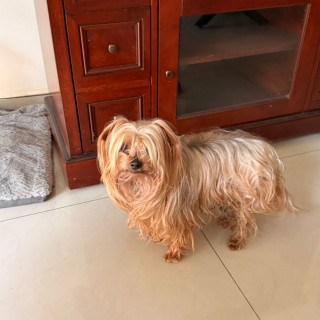  | Raza Yorkshire Terrier (Yorkie) | Final Feliz