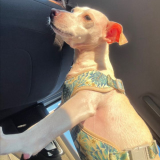 SIRIUS | Raza Mestizo, cruza de Chihuahua | Perdido