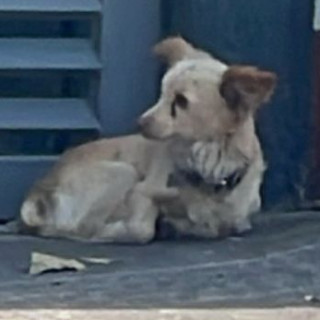 TEO | Raza Chihuahua | Perdido