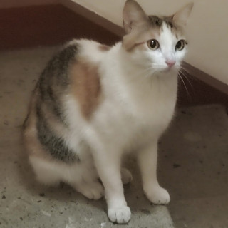 Foto de MIAU MIAU