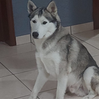 JACK | Raza Husky Siberiano | Perdido