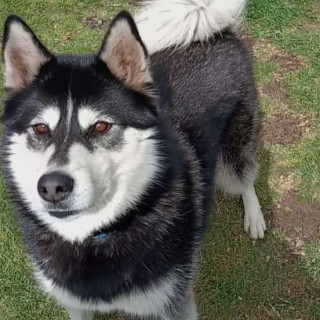 MAYA | Raza Husky Siberiano | Perdida