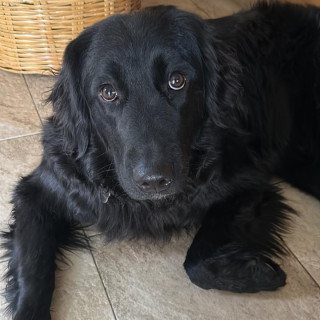 COSMOS | Raza Mestiza, cruza de Golden Retriever | Perdida