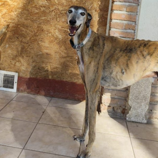 KISIRO | Raza Galgo Español | Perdido