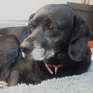  | Raza Mestiza, posible cruza de Cocker con Beagle | Encontrada