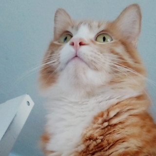 GARFIELD | Raza Doméstico Americano de pelo semilargo | En Adopción