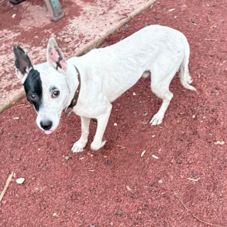  | Raza Mestizo | Encontrado