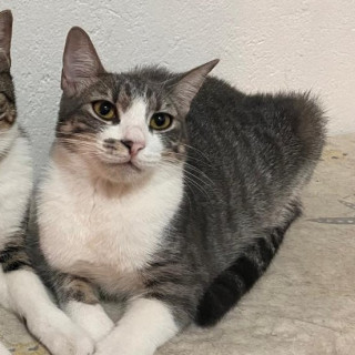 JULIETA | Raza Doméstico Américano de Pelo Corto | Perdida