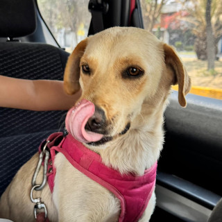 Foto de AMARANTO